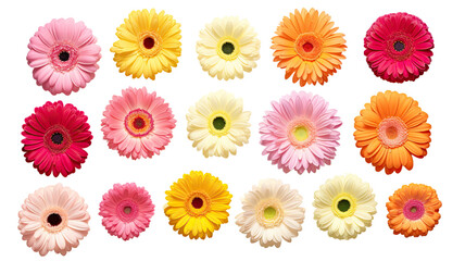 Fototapeta na wymiar collection of gerbera daisies flowers isolated on a transparent background, generative ai