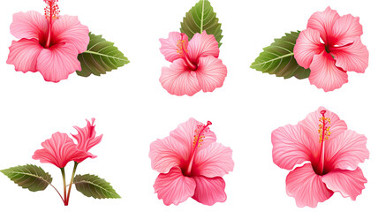 collection of hibiscus flowers isolated on a transparent background, generative ai