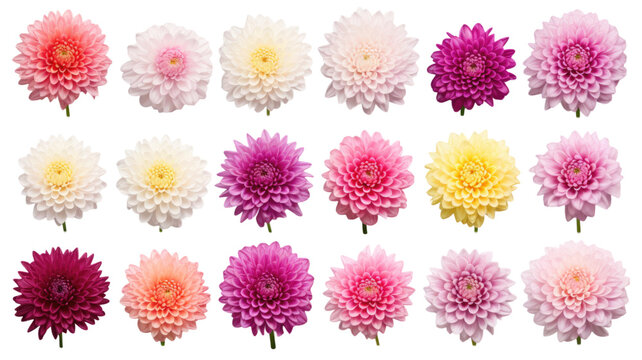 collection of chrysanthemums flowers isolated on a transparent background, generative ai