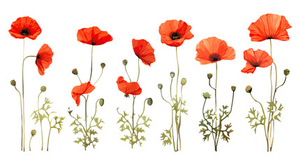 collection of poppies flowers isolated on a transparent background, generative ai