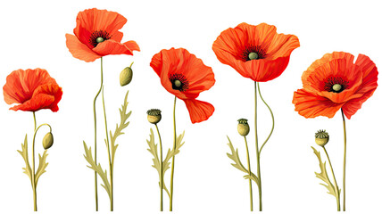 collection of poppies flowers isolated on a transparent background, generative ai - obrazy, fototapety, plakaty