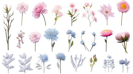 collection of soft pastel winter flowers isolated on a transparent background, generative ai