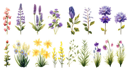 collection of hand drawn alpine flowers isolated on a transparent background, generative ai