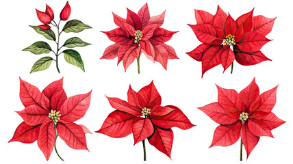 Obraz premium collection of hand drawn poinsettias flowers isolated on a transparent background, generative ai