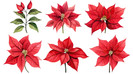 Fototapete Tropische Pflanzen collection of hand drawn poinsettias flowers isolated on a transparent background, generative ai
