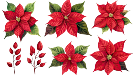 collection of hand drawn poinsettias flowers isolated on a transparent background, generative ai