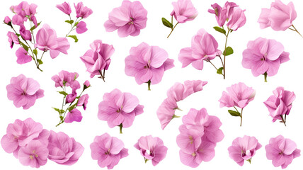 collection of soft pastel bougainvillea flowers isolated on a transparent background, generative ai