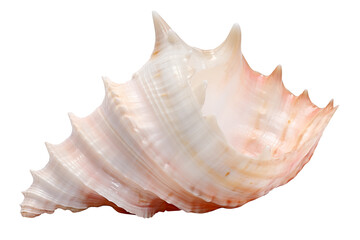 Isolated conch shell