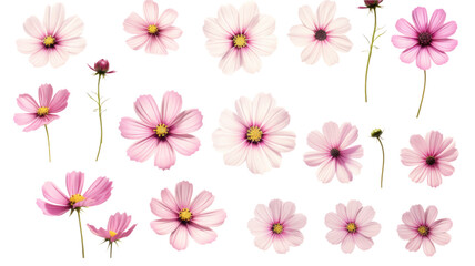 collection of soft pastel cosmos flowers isolated on a transparent background, generative ai