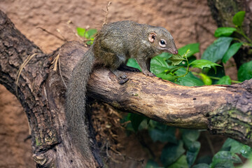 Northern Treeshrew (Tupaia belangeri) in the forest on a branch