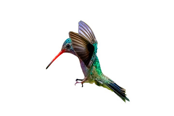 Broad-billed Hummingbird (Cynanthus latirostris) Photo, on a Transparent Background, in Flight Ready to Land