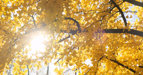 Yellow foliage, leaves sun light breaks through, autumn background. Golden leaves wind sway in fall season. Yellow tree leaf in colorful nature. Sunny bright october park