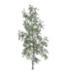 Obraz premium Betula populifolia, grey birch, gray, light for daylight, easy to use, 3d render, isolated