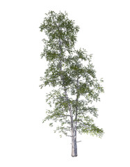 Betula populifolia, grey birch, gray, light for daylight, easy to use, 3d render, isolated