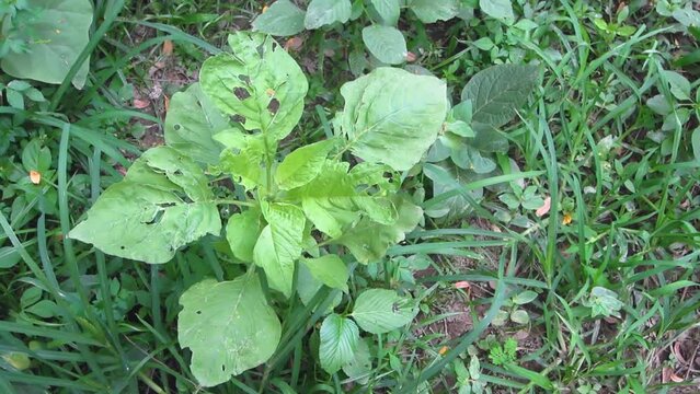 Deformed spinach plants