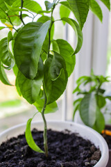 Growing seedlings of exotic tropical evergreens and lemon and tangerine trees on the windowsill of the house.