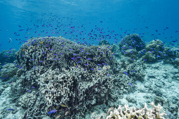 紫色の熱帯魚の群れ