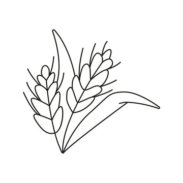 Vector illustration of spikelet of wheat