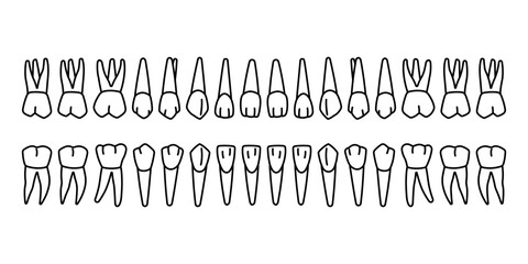 Outline of 32 Permanent teeth: 8 incisors, 4 canine, 8 premolars, 12 molars