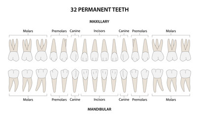 32 Permanent teeth: 8 incisors, 4 canine, 8 premolars, 12 molars - obrazy, fototapety, plakaty