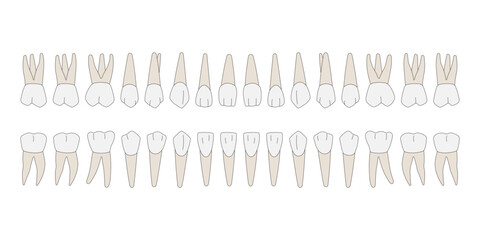 32 Permanent teeth: 8 incisors, 4 canine, 8 premolars, 12 molars