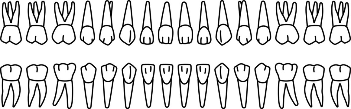 32 Teeth Images – Browse 37 Stock Photos, Vectors, and Video