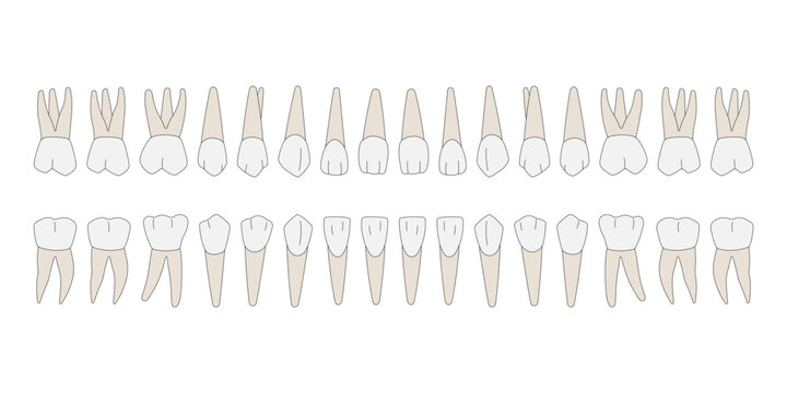 32 Permanent teeth: 8 incisors, 4 canine, 8 premolars, 12 molars