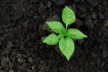 Young green pepper plant growing in a black fertility soil. Top view, overhead. Vegetable seedling is in the fertile dirt. Gardening mock up. Farm mockup with free space for text. Planting ground.