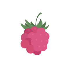 raspberry vector illustration on the white background