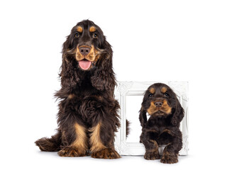 Majestic choc and tan 3 months old Cocker Spaniel dog, sitting beside younger version of itself standing through white picture frame. Looking straight to camera with sweet and droopy eyes. Isolated on