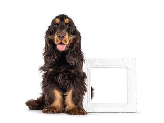 Majestic choc and tan 3 months old Cocker Spaniel dog, sitting beside empty white picture frame. Looking straight to camera with sweet and droopy eyes. Isolated on a white background.