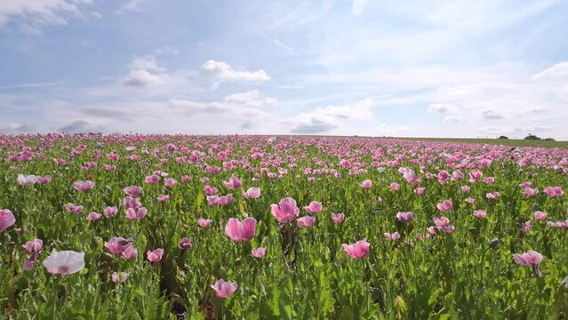 Bl&uuml;hendes Schlafmohnfeld mit Himmel, Papaver somniferum, Germerode, Werra-Mei&szlig;ner-Kreis, Hessen