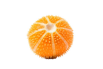 Sea urchin, Transparent background. generative AI
