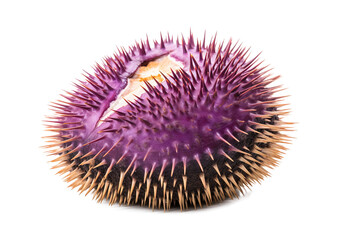 Sea urchin, Transparent background. generative AI