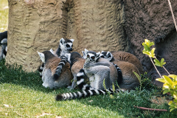 Funny calming Lemuren with little Baby in Group © Martin