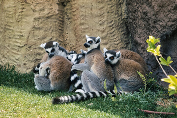 Funny calming Lemuren with little Baby in Group