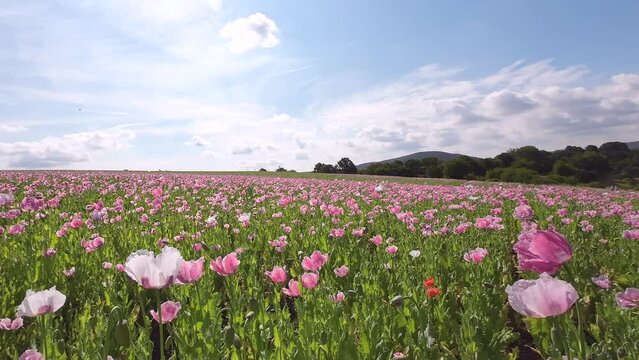 Bl&uuml;hendes Schlafmohnfeld mit Himmel, Papaver somniferum, Germerode, Werra-Mei&szlig;ner-Kreis, Hessen