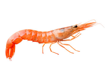 Shrimp, Transparent background. generative AI