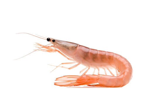 Shrimp, Transparent background. generative AI