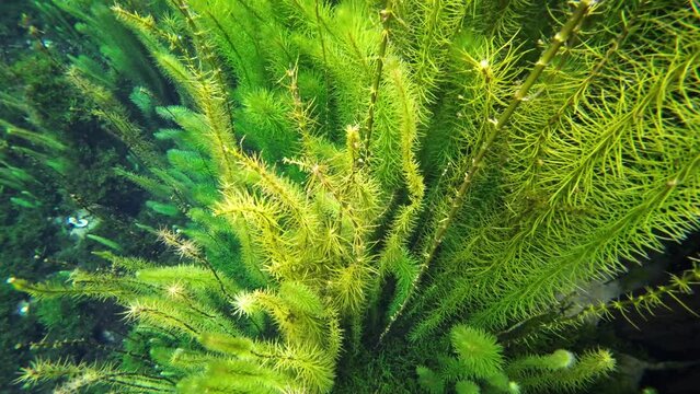 Wasserpflanze, Unterwasserpflanze, Raues Hornblatt, Ceratophyllum demersum, Unterwasseraufnahme