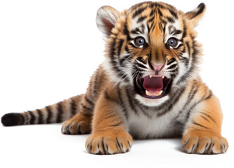 Fototapeta premium tiger cub isolated on transparent background
