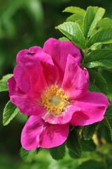 Thicket dog rose (Rosa corymbifera)