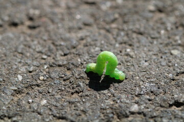 Winter moth (Operophtera brumata) caterpillar
