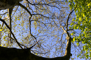 the green foliage of the sycamore tree in the spring season