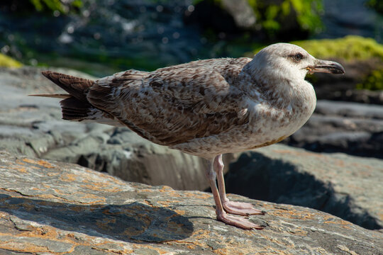 Seagull stand on a rock and sunbathing, city and friends spring 2023.