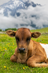 Calf on a meadow with dandelions and clouds in the background
