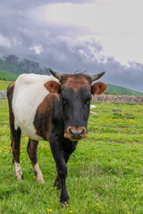 Naklejka na ściany i meble Cow on the meadow in the mountains of the Caucasus