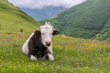 Fototapeta na wymiar Cow on the meadow in the mountains of the Caucasus