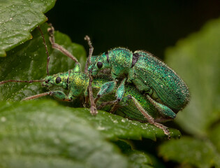 macro close up of green weevils