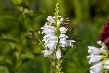 Blooming in late summer or early autumn flowers